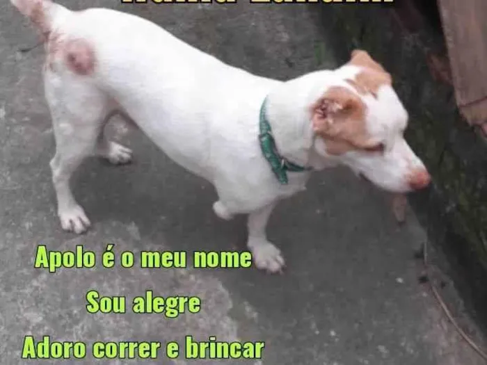 Cachorro ra a SRD-ViraLata idade 1 ano nome Apolo