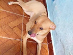 Cachorro raça SRD-ViraLata idade 1 ano nome Maya