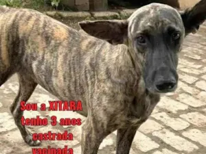 Cachorro raça SRD-ViraLata idade 3 anos nome Xitara