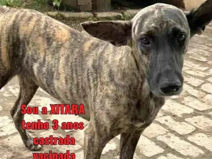 Cachorro ra a SRD-ViraLata idade 3 anos nome Xitara