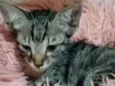 Tuti 