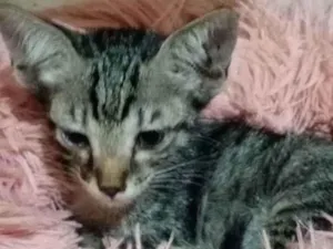 Gato raça SRD-ViraLata idade Abaixo de 2 meses nome Tuti 