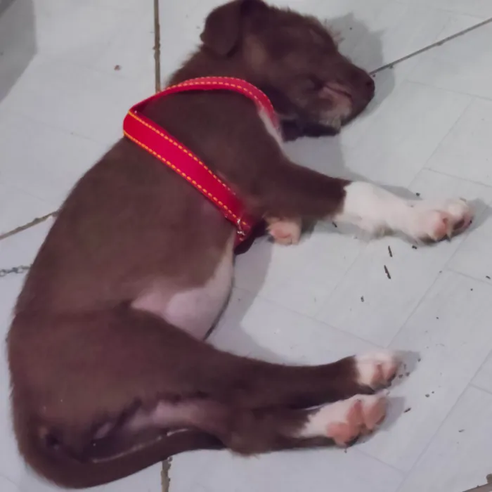 Cachorro ra a SRD-ViraLata idade Abaixo de 2 meses nome Rony