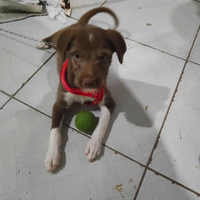 Cachorro ra a SRD-ViraLata idade Abaixo de 2 meses nome Rony