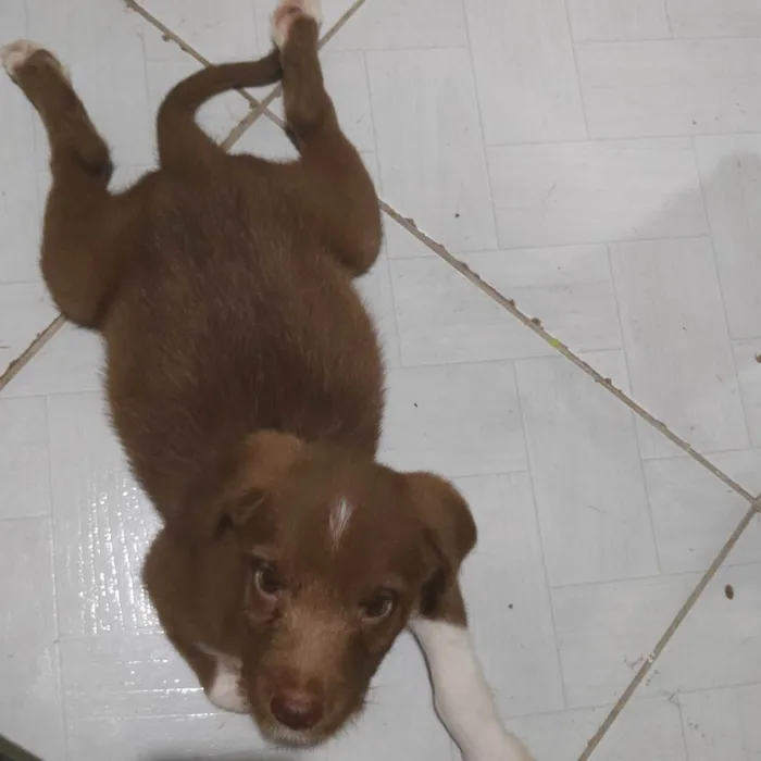 Cachorro ra a SRD-ViraLata idade Abaixo de 2 meses nome Rony