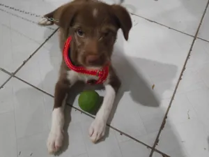 Cachorro raça SRD-ViraLata idade Abaixo de 2 meses nome Rony