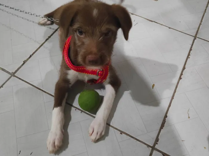 Cachorro ra a SRD-ViraLata idade Abaixo de 2 meses nome Rony