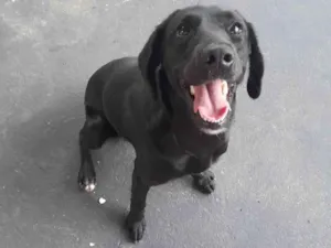 Cachorro raça Labrador com vira lata  idade 1 ano nome Luna
