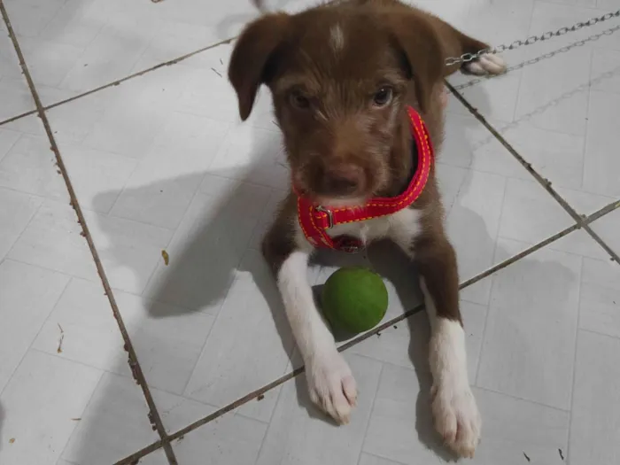 Cachorro ra a SRD-ViraLata idade Abaixo de 2 meses nome Rony