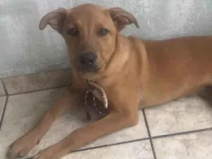 Cachorro raça Mestico idade 1 ano nome Toby