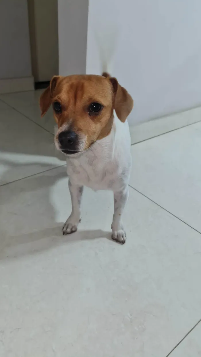 Cachorro raça SRD (sem raça definida) idade 2 a 6 meses nome Sem nome