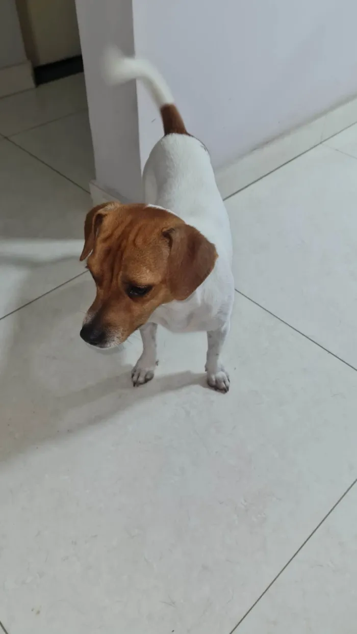 Cachorro raça SRD (sem raça definida) idade 2 a 6 meses nome Sem nome
