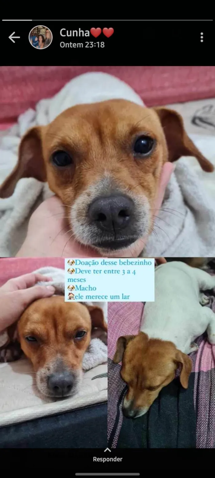 Cachorro raça SRD (sem raça definida) idade 2 a 6 meses nome Sem nome