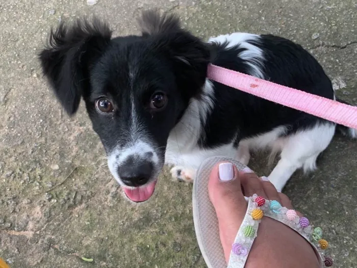 Cachorro raça BodCollie Misturada  idade 7 a 11 meses nome Lua 