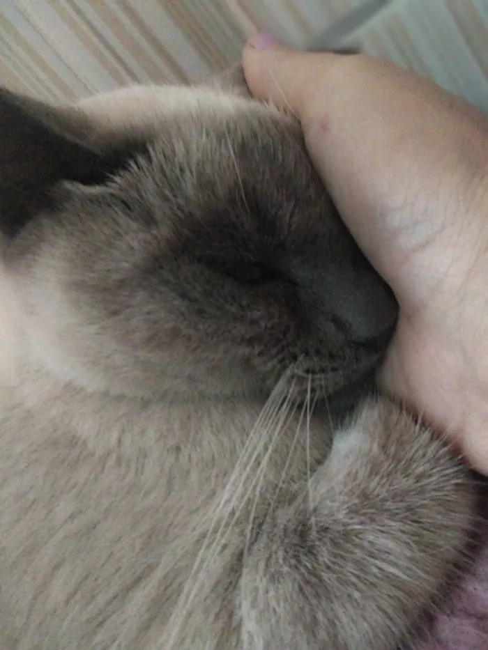 Gato ra a SRD-ViraLata idade 7 a 11 meses nome GRAY