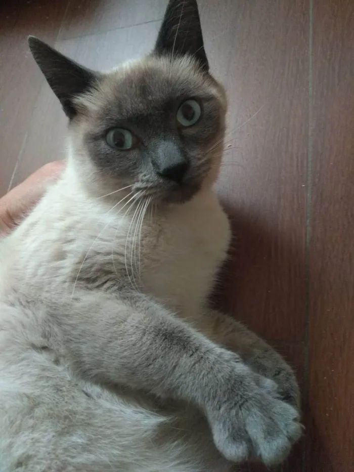 Gato ra a SRD-ViraLata idade 7 a 11 meses nome GRAY