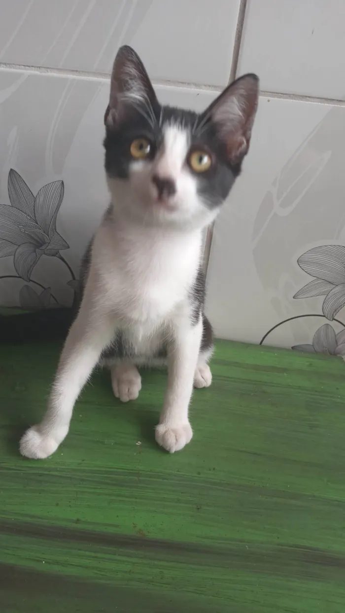 Gato ra a Frajola idade 2 a 6 meses nome Sem nome