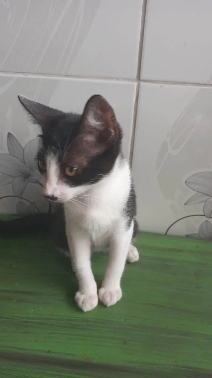 Gato ra a Frajola idade 2 a 6 meses nome Sem nome