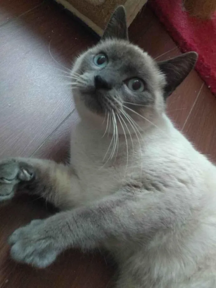 Gato ra a SRD-ViraLata idade 7 a 11 meses nome GRAY