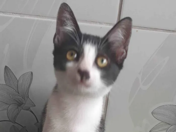 Gato ra a Frajola idade 2 a 6 meses nome Sem nome