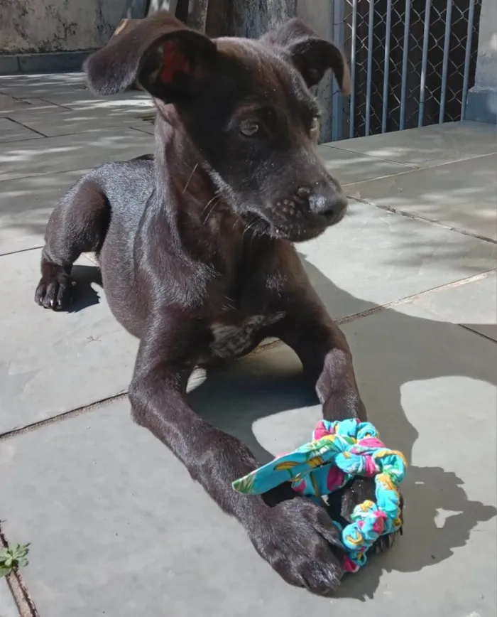 Cachorro ra a SRD idade 2 a 6 meses nome AMORA