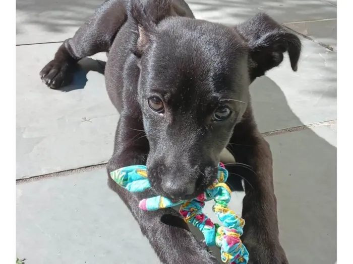 Cachorro ra a SRD idade 2 a 6 meses nome AMORA