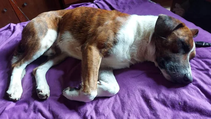 Cachorro ra a SRD-ViraLata idade 2 anos nome Tupi