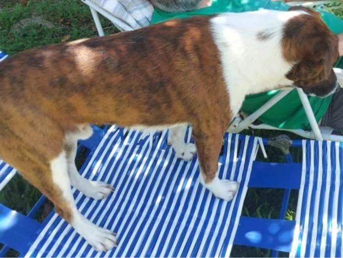 Cachorro ra a SRD-ViraLata idade 2 anos nome Tupi