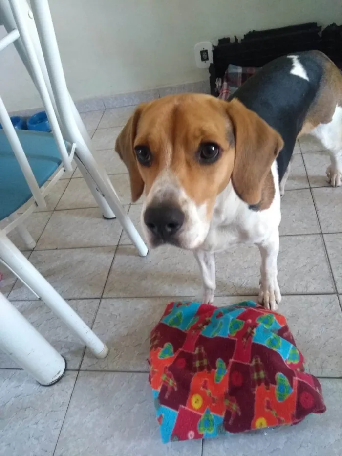 Cachorro ra a Beagle idade 1 ano nome Duck