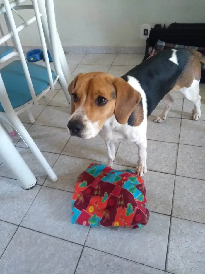 Cachorro ra a Beagle idade 1 ano nome Duck