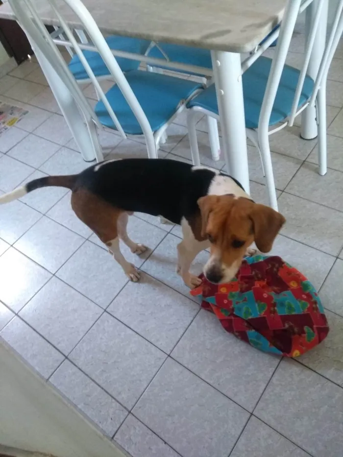 Cachorro ra a Beagle idade 1 ano nome Duck