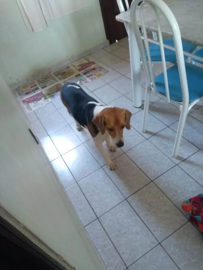 Cachorro ra a Beagle idade 1 ano nome Duck