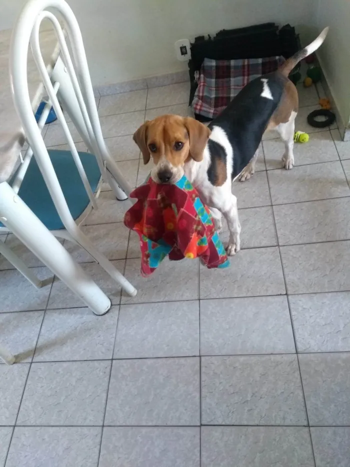 Cachorro ra a Beagle idade 1 ano nome Duck