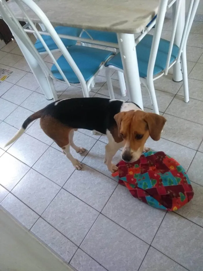 Cachorro ra a Beagle idade 1 ano nome Duck