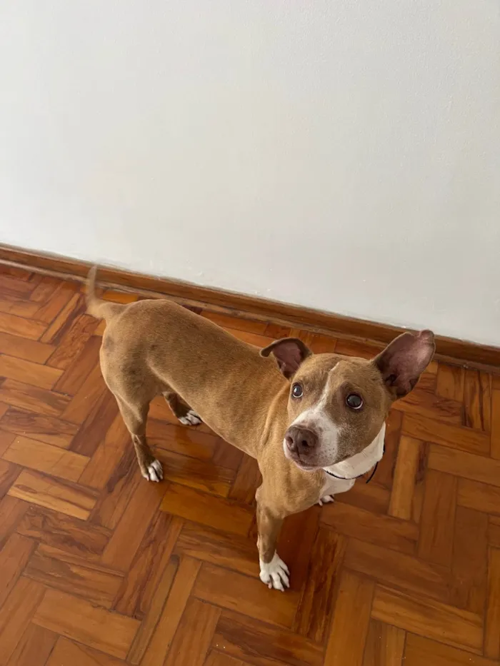 Cachorro ra a Pit-Bull idade 4 anos nome Glória 