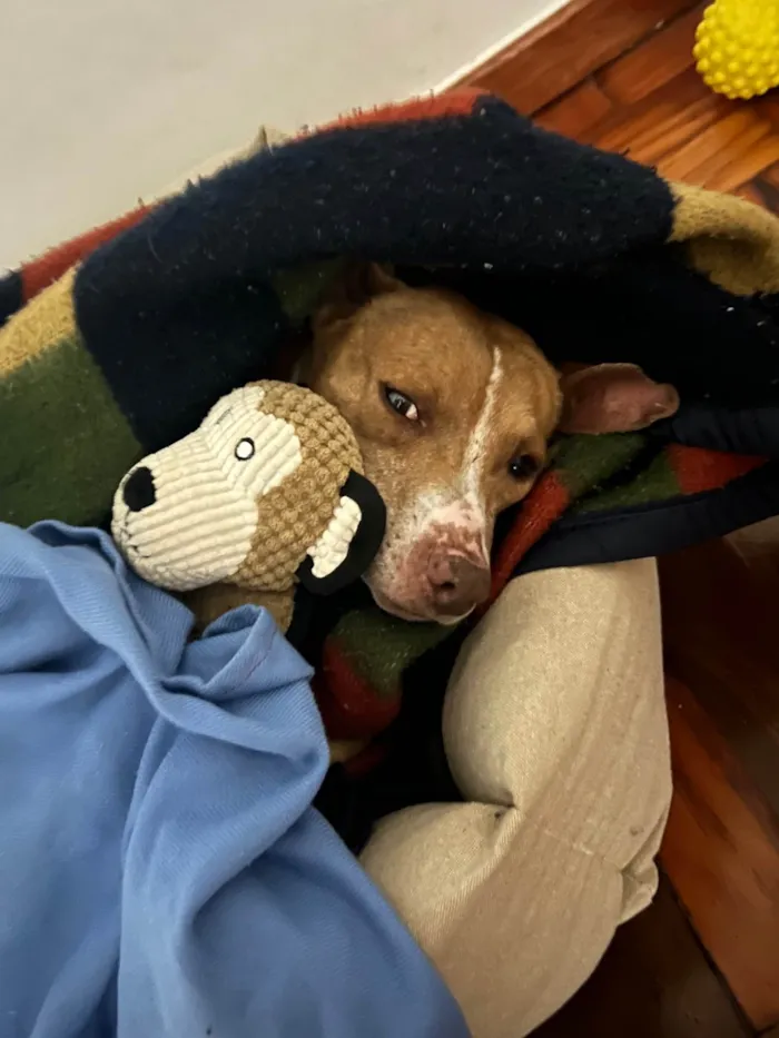 Cachorro ra a Pit-Bull idade 4 anos nome Glória 