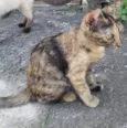 Escaminha 