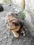 Escaminha 