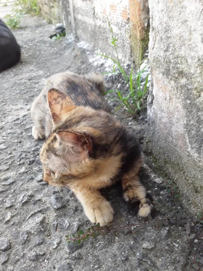 Gato ra a Srd idade 2 a 6 meses nome Escaminha 