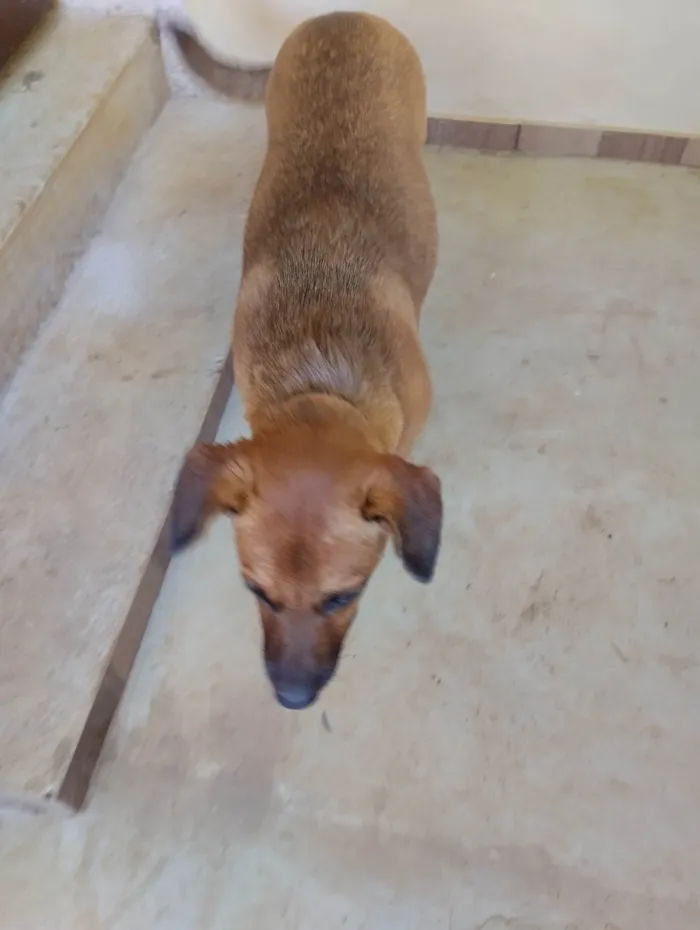 Cachorro ra a SRD-ViraLata idade 2 a 6 meses nome Tor