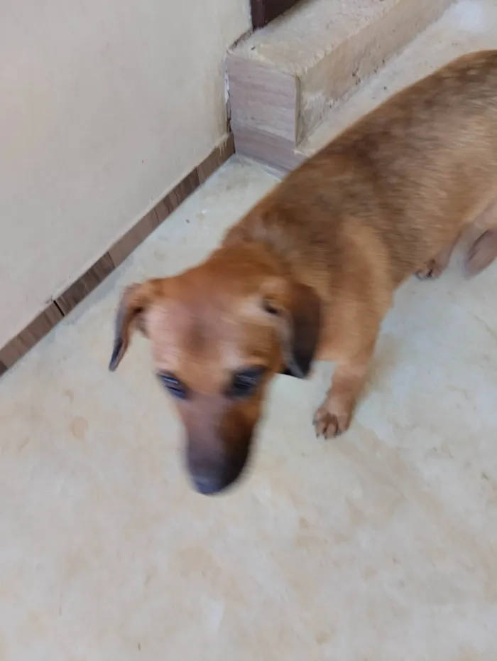 Cachorro ra a SRD-ViraLata idade 2 a 6 meses nome Tor