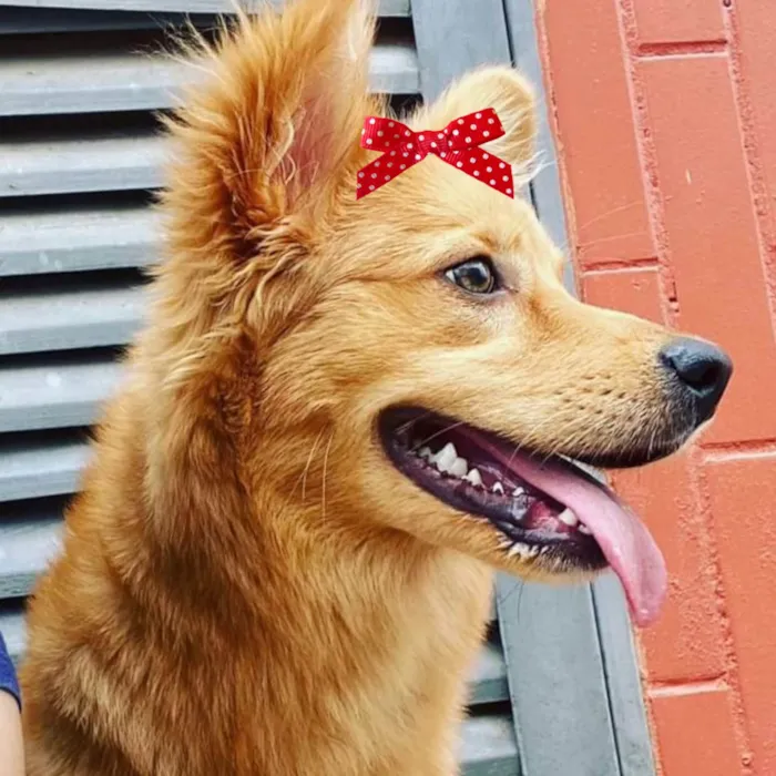 Cachorro ra a Mestica  idade 2 anos nome Melinda 