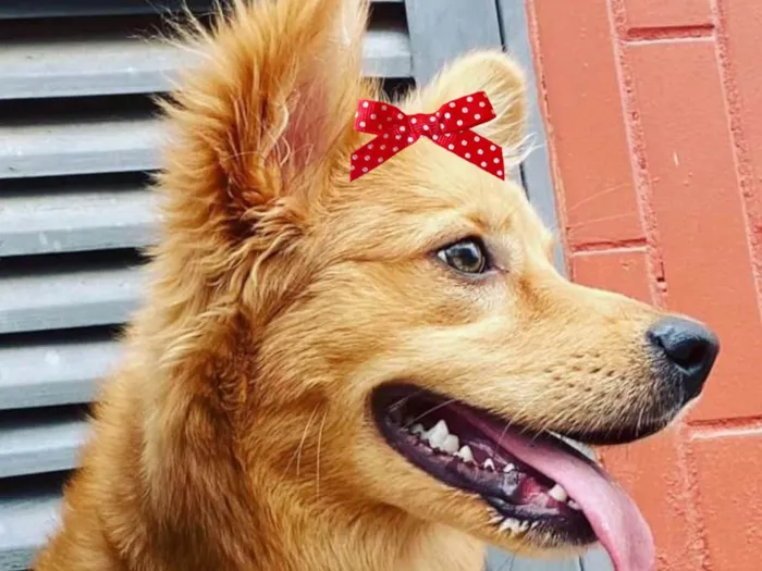 Cachorro ra a Mestica  idade 2 anos nome Melinda 