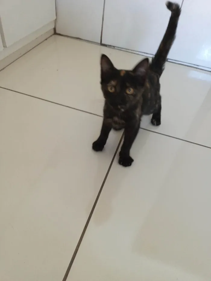 Gato raça SRD-ViraLata idade 2 a 6 meses nome Sem nome