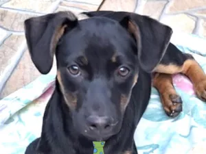 Cachorro raça Mestico  idade 2 a 6 meses nome Zulu 