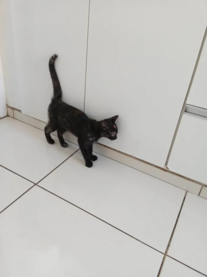 Gato raça SRD-ViraLata idade 2 a 6 meses nome Sem nome