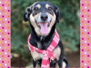 Cachorro raça srd idade 4 anos nome SARABI
