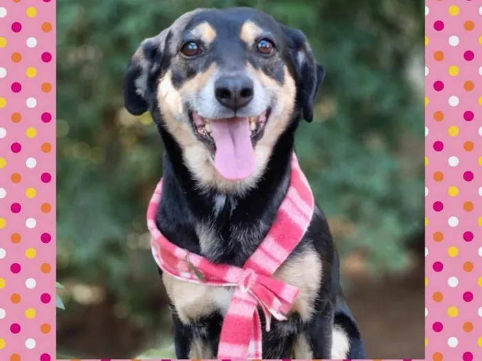 Cachorro ra a srd idade 4 anos nome SARABI