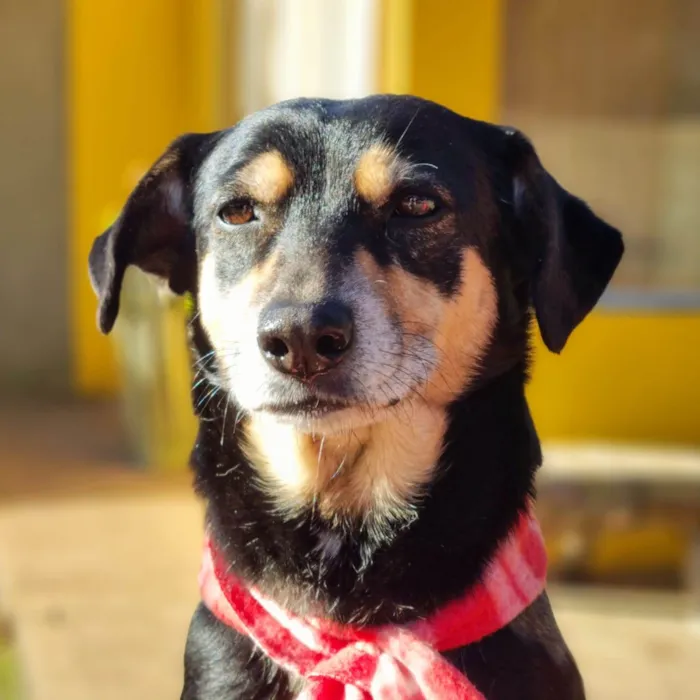 Cachorro ra a srd idade 4 anos nome SARABI