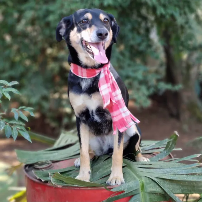 Cachorro ra a srd idade 4 anos nome SARABI